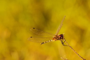 Yusufçuk turuncu arka plan, siluet