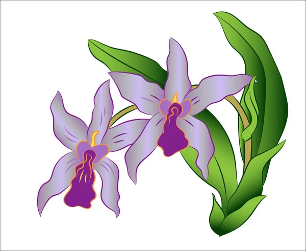 Gałąź kwiat orchidei z zielonych liści, ilustracji wektorowych — Wektor stockowy