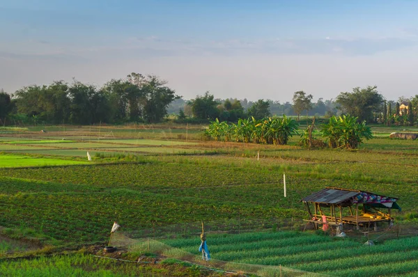 Азиатское зеленое сельское поле в Таиланде — стоковое фото