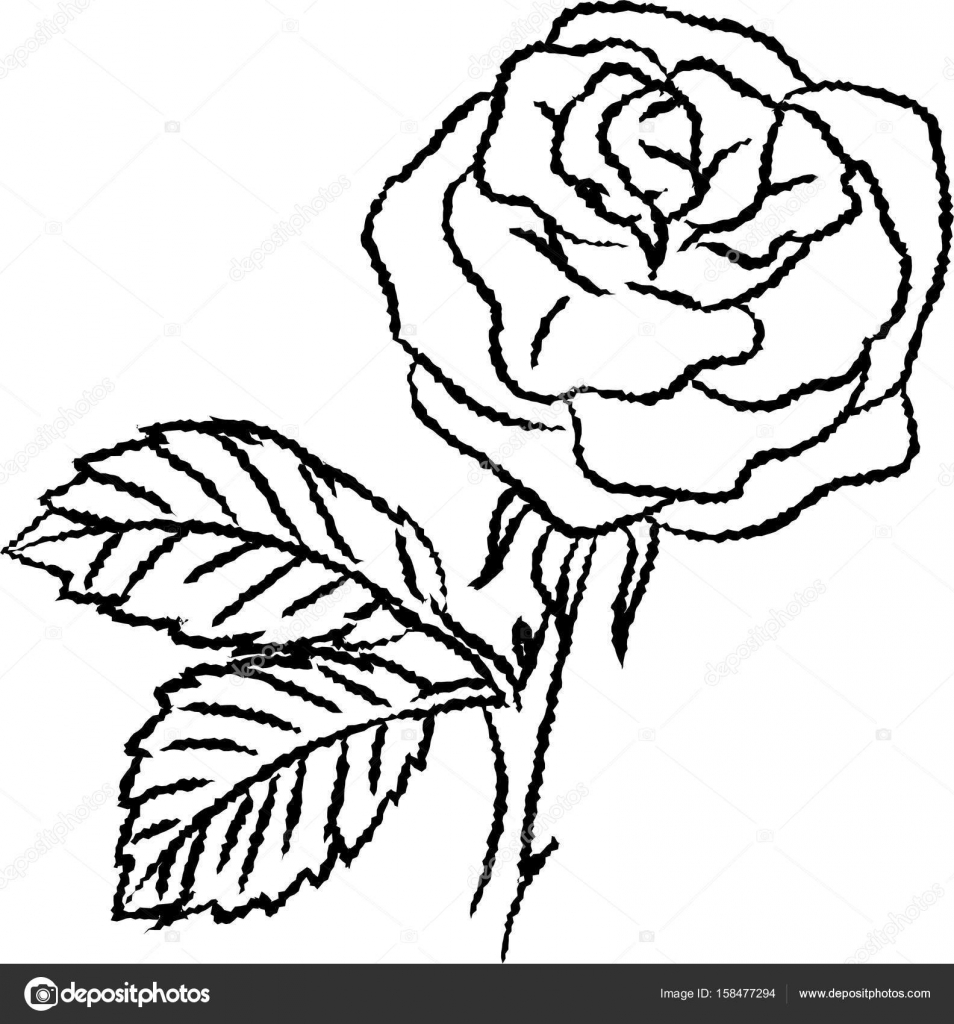 Schizzo disegnato a mano della rosa isolato nero e bianco del fumetto per libro da colorare linea disegnata vettoriale — Vettoriali di dcliner07ail