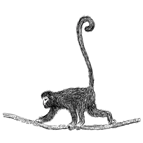 Line Drawing of Gibbon - Vector Illustration — Stock Vector