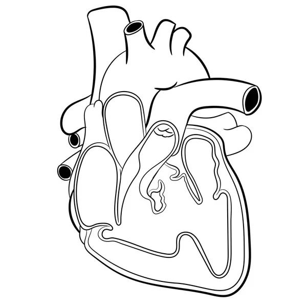 Kalp anatomisi-vektör çizim — Stok Vektör