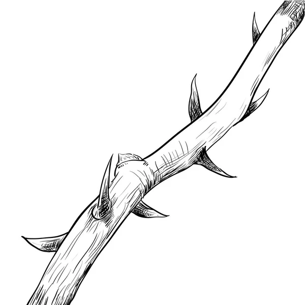 Ruční kresba thorn vektorové ilustrace — Stockový vektor