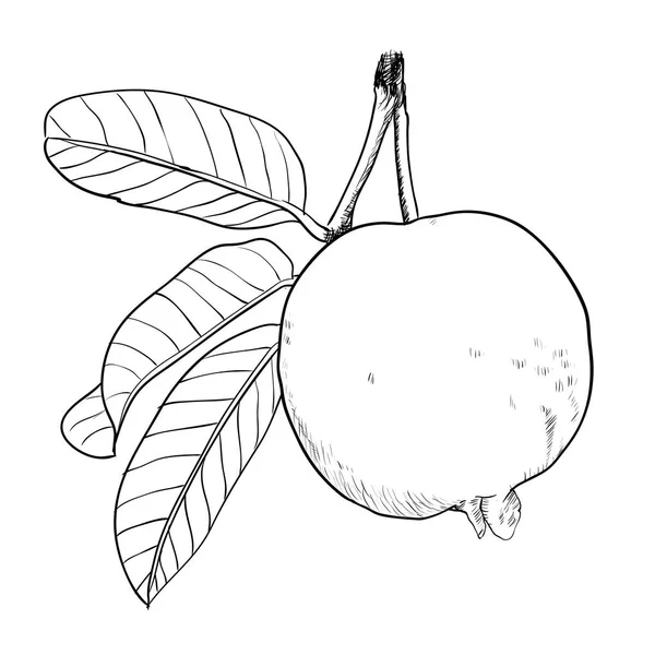 Disegno a mano Guava con foglia-vettore disegnato Illustrazione — Vettoriale Stock