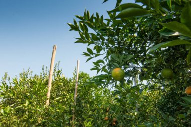 Mavi gökyüzü ile portakal bahçesi