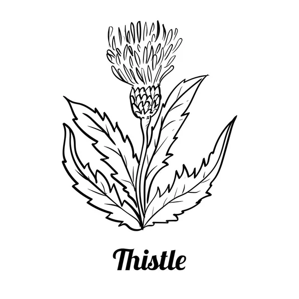 Mão desenhada Thistle flor-Vector Ilustração —  Vetores de Stock
