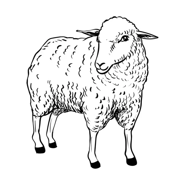 Koyun - vektör çizim çizimi