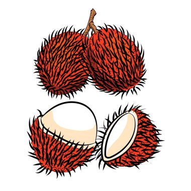 Rambutan çizgi çizme-basit çizgi vektör