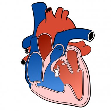 Kalp dolaşım sistemi-vektör çizim
