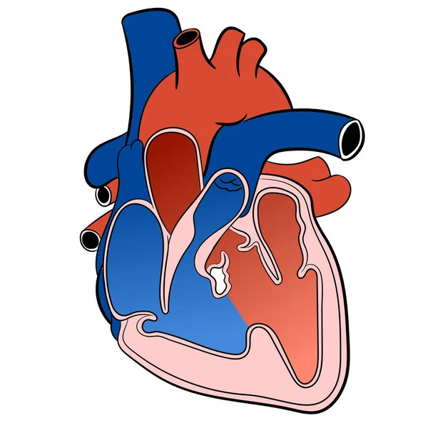 Sistema circolatorio cardiaco-vettoriale Illustrazione — Vettoriale Stock