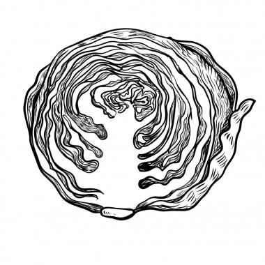 Lahana - elle çizilmiş vektör kesim illüstrasyon