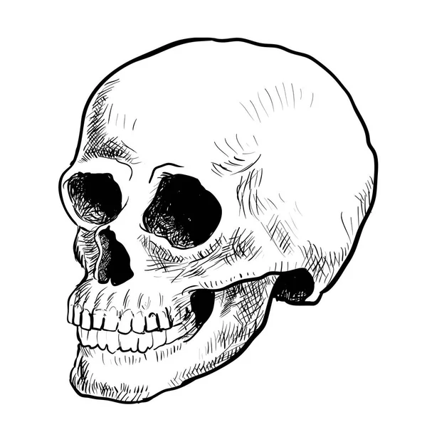 Illustrazione Skull Sketching style - Vettore disegnato a mano — Vettoriale Stock
