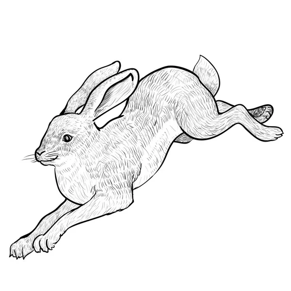 插图跳跃野兔-手绘矢量 — 图库矢量图片