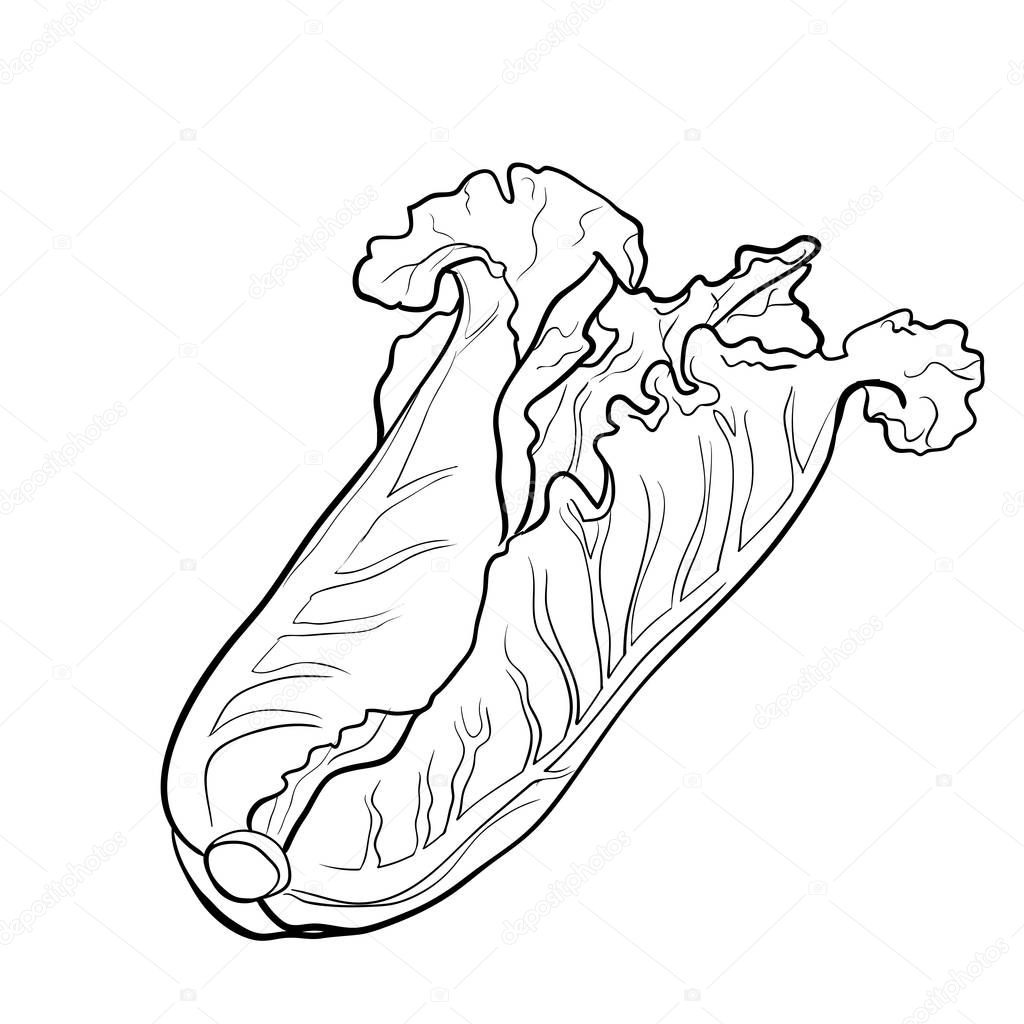 Illustration Chinese Cabbage - Hand drawn Vector — Stock Vector ...