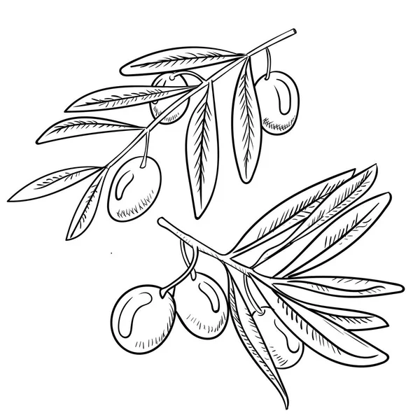 Zeytin elden çizilmiş şekil çizimi