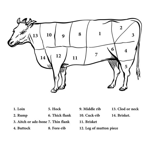 Ilustração do diagrama de corte de carne de bovino - Ilustração vetorial — Vetor de Stock