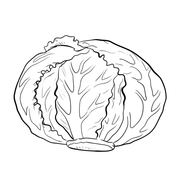 Vektör izole lahana-el çekilmiş — Stok Vektör