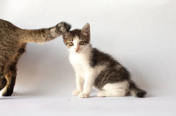 大人の猫の背後にある小さなとらの子猫 — ストック写真