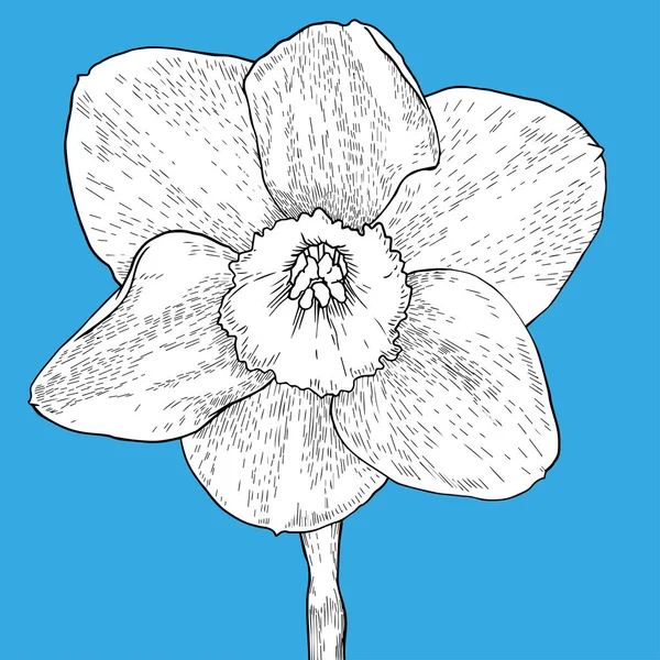 Zeichnung und Skizze Blume mit schwarzer Linienzeichnung auf blauem Hintergrund — Stockvektor
