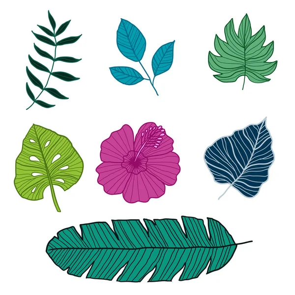 Ensemble d'illustrations vectorielles botaniques, Illustration vectorielle — Image vectorielle