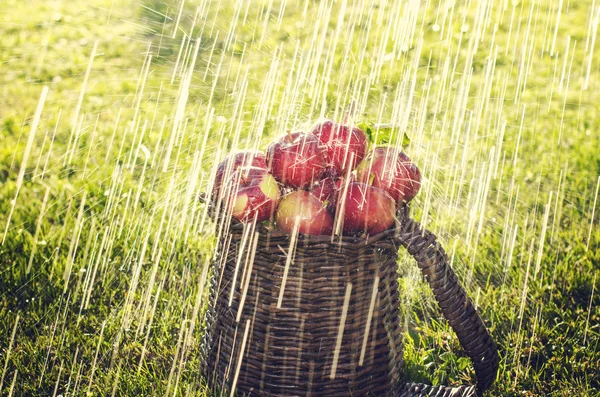 Panier de pommes sur une herbe — Photo