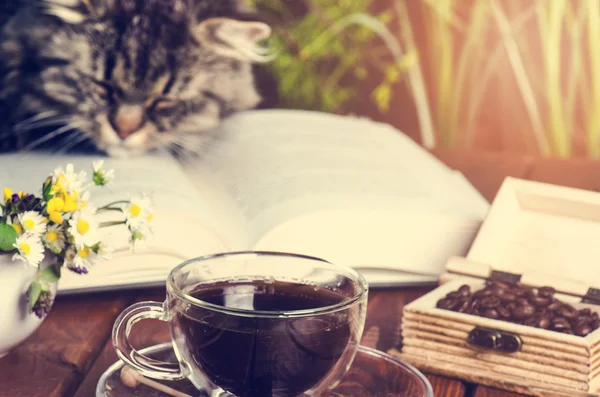 Kedi bir kitap ve uyku yalan. Hayvanlar. Komik hayvanlar. Edebiyat 