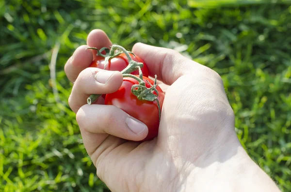 Mänsklig hand hålla tomater och solen lager — Stockfoto