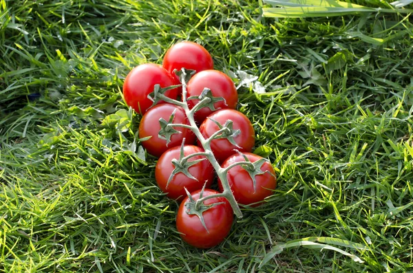 Tomaten auf einem Holztisch und Sonnenstrahlen — Stockfoto