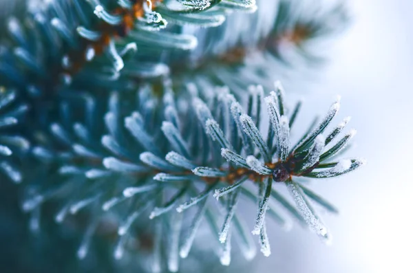 Kış konsepti. İğne yapraklı dallar ormandaki karanlık bir arka plan üzerinde. Şube ve kar ile kaplı iğneler.