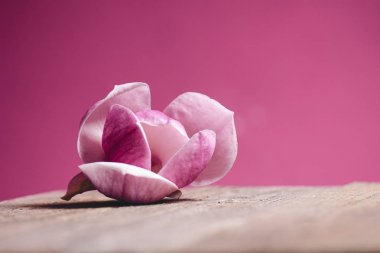 Bir ahşap masa ve pembe bir arka plan üzerinde bir pembe çiçek. Güzel çiçekler. Bayram tebrik kartı. Pastel renk. Anneler günü. Bahar. 