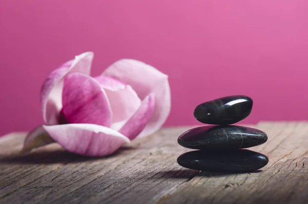 Black stone treatment. Spa and wellness concept. One pink flower on a wooden table and pink background. Lovely flowers. Festive greeting card. Pastel color. Mothers day. Spring.