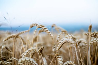 Bir yaz gününde buğday tarlası. Doğal arka plan. Güneşli bir hava. Kırsal alan ve parlayan güneş ışığı. Tarım