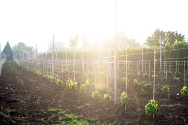 Güneşli, genç üzüm bağı tarlası. Doğal arka plan. Alkol kavramı. Genç bitkiler. Şarap.