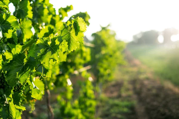 Campo Viñedo Joven Con Sol Fondo Natural Concepto Alcohol Plantas — Foto de Stock