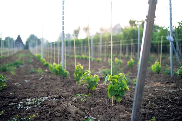 Güneşli, genç üzüm bağı tarlası. Doğal arka plan. Alkol kavramı. Genç bitkiler. Şarap.