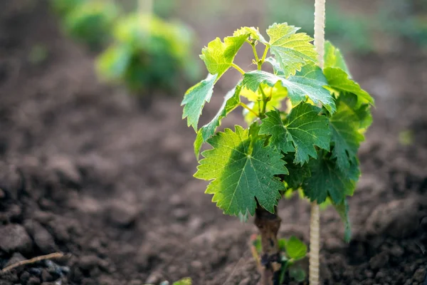 Campo Viñedo Joven Con Sol Fondo Natural Concepto Alcohol Plantas — Foto de Stock