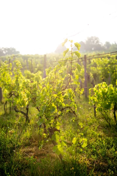 Campo Viñedo Joven Con Sol Fondo Natural Concepto Alcohol Plantas — Foto de Stock