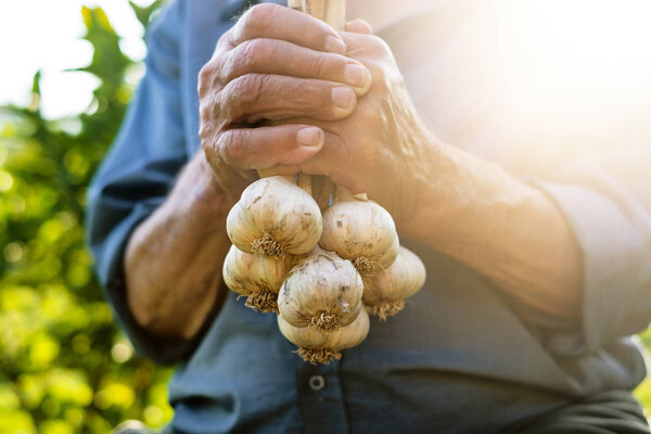 Old man holding a fresh garlic in a nature. Natural background. Farmer. Medicine and healthy. Traditional medicine.