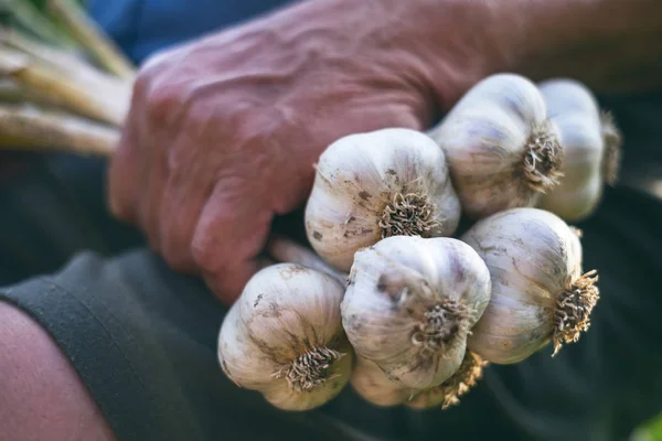 Viejo Sosteniendo Ajo Fresco Una Naturaleza Fondo Natural Granjero Medicina Imagen De Stock