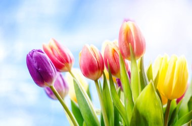 Mavi arka planda renkli lale çiçekleri ve metin için bir kopya alanı. Manzaralı. Mavi gökyüzü arka planı. Sevgililer Günü hediyesi ve kutlama konsepti.