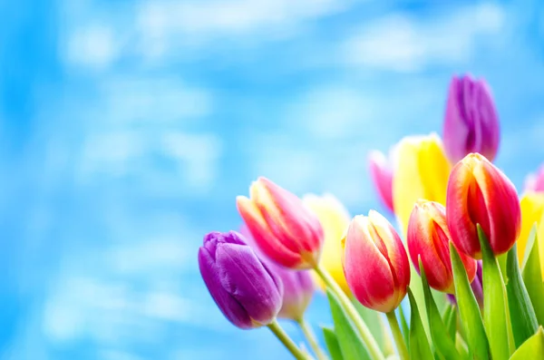 Kleurrijke Tulp Bloemen Een Blauwe Achtergrond Met Een Kopieerruimte Voor — Stockfoto