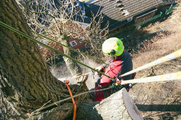 Arborist Man Cutting Branches Chainsaw Throw Ground Worker Helmet Working — Stock Photo, Image