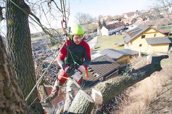 Baumpfleger Sägt Mit Kettensäge Einen Ast Und Wirft Ihn Auf — Stockfoto