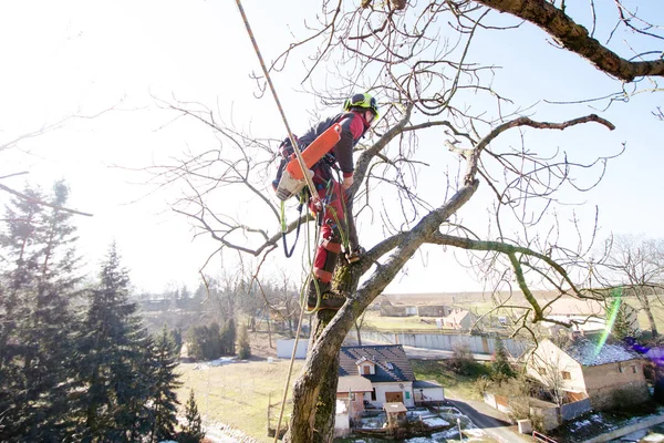 Ağaççı adam elektrikli testereyle dalları kesiyor ve yere atıyor. Kasklı işçi ağaçların tepesinde çalışıyor. Oduncu, güneşli bir günde elektrikli testereyle çalışıyor. Ağaç ve doğa 