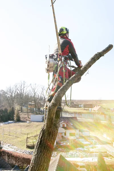 Baumpfleger Sägt Mit Kettensäge Einen Ast Und Wirft Ihn Auf — Stockfoto