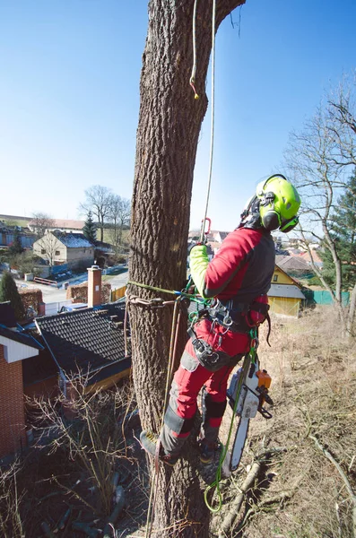 Ağaççı adam elektrikli testereyle dalları kesiyor ve yere atıyor. Kasklı işçi ağaçların tepesinde çalışıyor. Oduncu, güneşli bir günde elektrikli testereyle çalışıyor. Ağaç ve doğa 