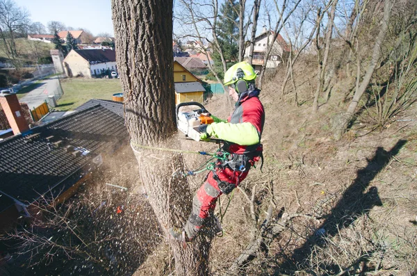 Baumpfleger Sägt Mit Kettensäge Einen Ast Und Wirft Ihn Auf — Stockfoto
