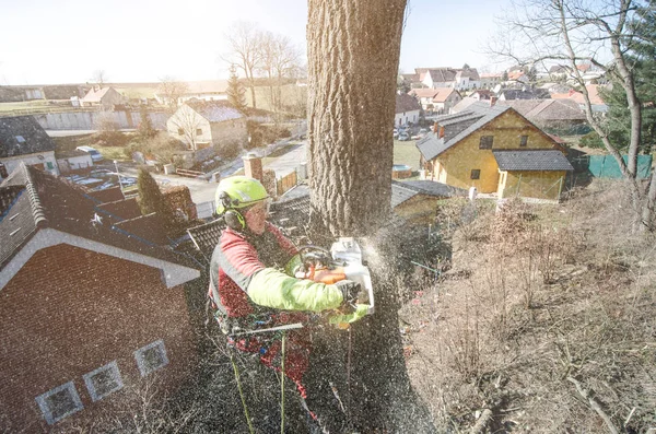 Ağaççı adam elektrikli testereyle dalları kesiyor ve yere atıyor. Kasklı işçi ağaçların tepesinde çalışıyor. Oduncu, güneşli bir günde elektrikli testereyle çalışıyor. Ağaç ve doğa 