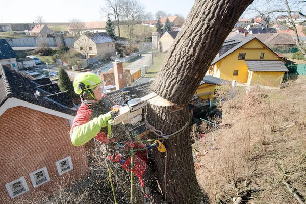 Arborista Usekl Větve Motorovou Pilou Hodil Zem Dělník Helmou Výšce — Stock fotografie