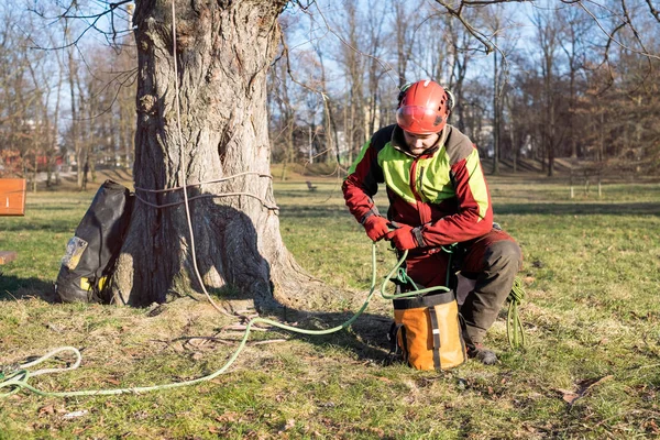 Baumpfleger Stehen Vor Zwei Großen Bäumen Der Arbeiter Mit Helm — Stockfoto